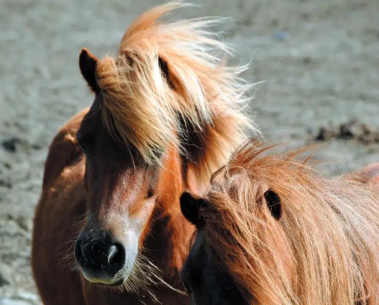 Séjour Poney mon Ami