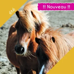 Séjour Poney mon ami – Eté 2027