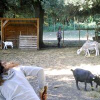 Riding and farm animals