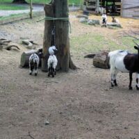 Ferme
