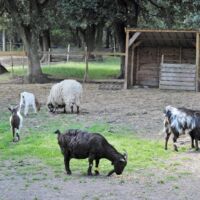 Ferme