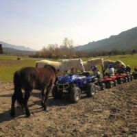 Quad et poneys